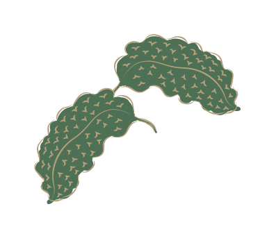 Two green leaves in a jungle setting.
