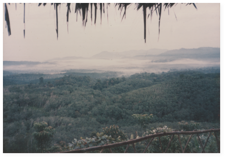 A scenic view of a lush forest from the top of a hill.