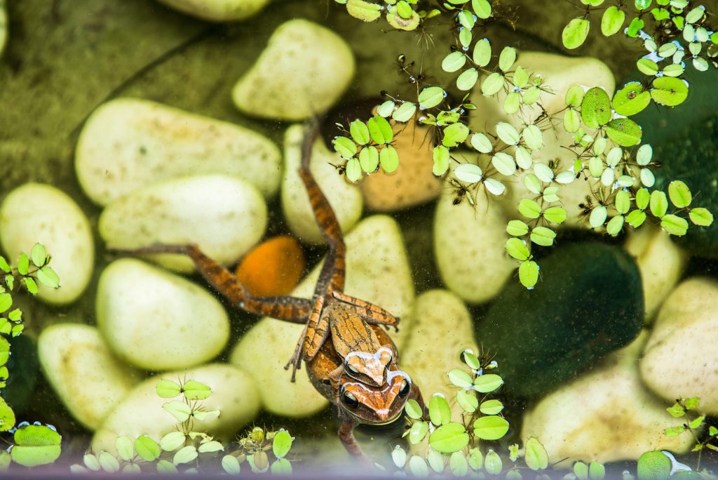 About: A frog in a pond surrounded by rocks and plants.
